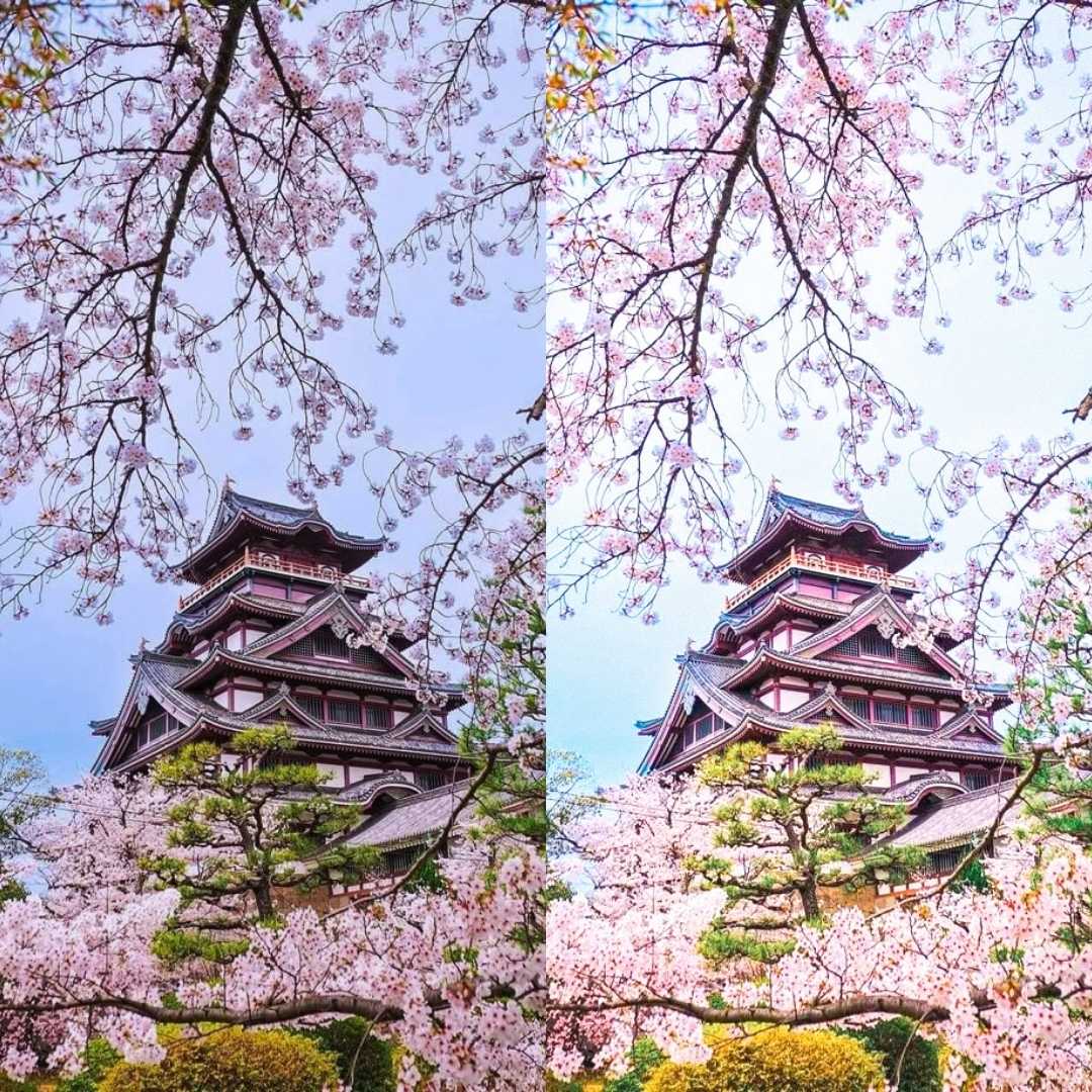 SAKURA
