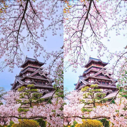 SAKURA